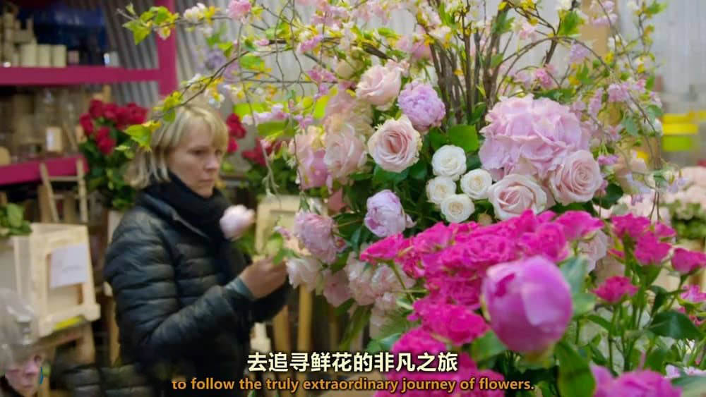 BBC纪录片《世界上最大的鲜花市场 The World's Biggest Flower Market 2016》[全1集][中英双字][720P][网盘][资源下载]