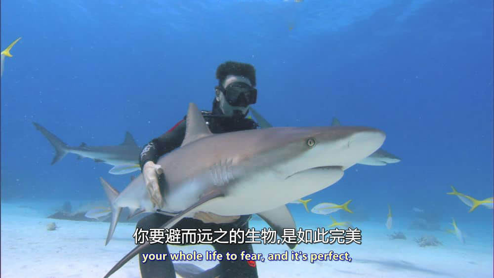 纪录电影《鲨鱼海洋 Sharkwater 2006》[无字幕][外挂字幕][1080P][网盘][资源下载]