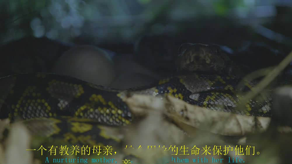 BBC纪录片《野性都市 Cities:Nature's New Wild 2018》[全3集][无字幕][外挂字幕][1080P][网盘][资源下载]