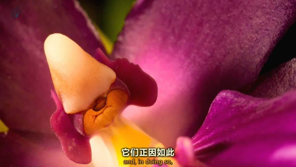 BSkyB纪录片《植物王国 Kingdom of Plants 3D 2012》[全3集]+幕后花絮[中英双字][1080P][网盘][资源下载]