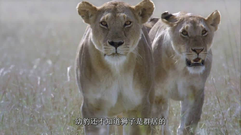 Disney纪录片《非洲猫科 African Cats 2011》[全1集][无字幕][外挂字幕][1080P][网盘][资源下载]