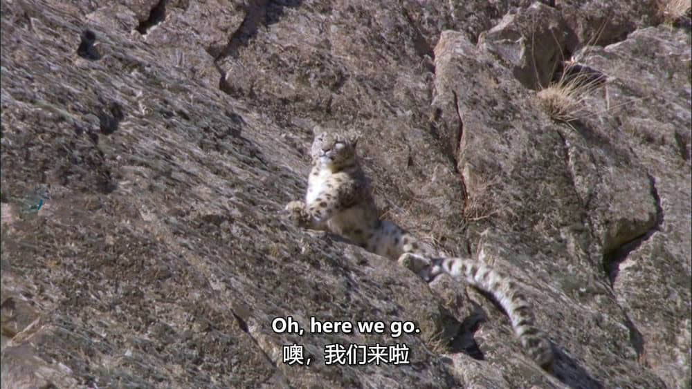 BBC纪录片《雪豹：超越神话 Snow Leopard:Beyond the Myth 2008》[全1集][中英双字][720P][网盘][资源下载]