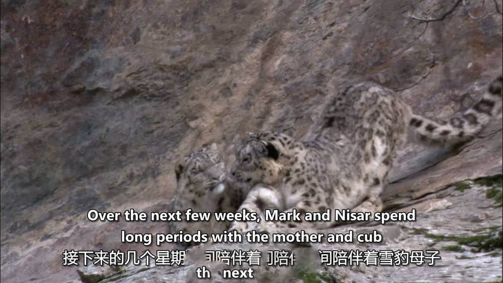 BBC纪录片《雪豹：超越神话 Snow Leopard:Beyond the Myth 2008》[全1集][中英双字][720P][网盘][资源下载]