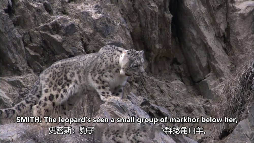 BBC纪录片《雪豹：超越神话 Snow Leopard:Beyond the Myth 2008》[全1集][中英双字][720P][网盘][资源下载]