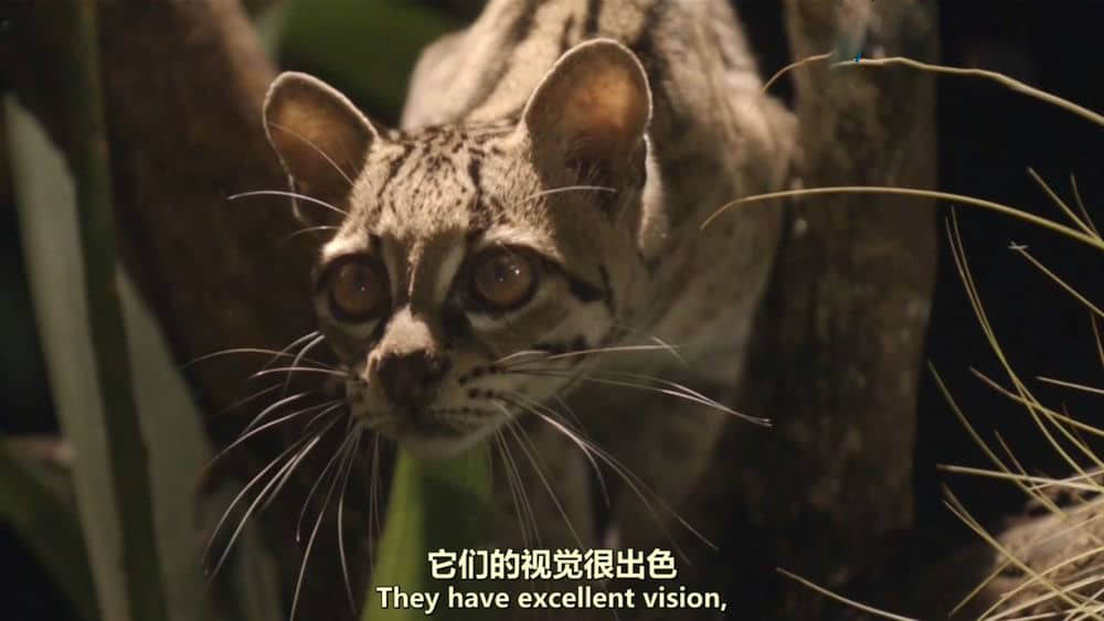 BSkyB纪录片《猫科动物：奇妙的动物家族 Big Cats:An Amazing Animal Family 2015》[全2集][中英双字][720P][网盘][资源下载]