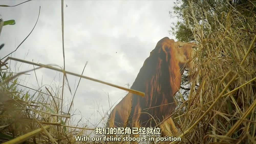 BSkyB纪录片《猫科动物：奇妙的动物家族 Big Cats:An Amazing Animal Family 2015》[全2集][中英双字][720P][网盘][资源下载]