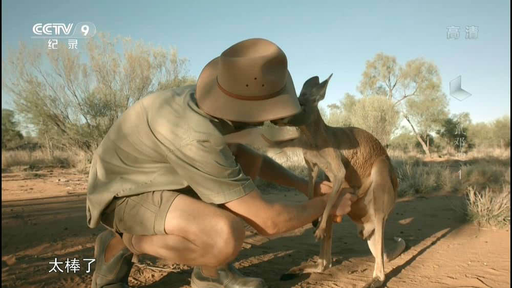 央视译制纪录片《袋鼠邓迪 Kangaroo Dundee》[全2集][中字][1080P][网盘][资源下载]