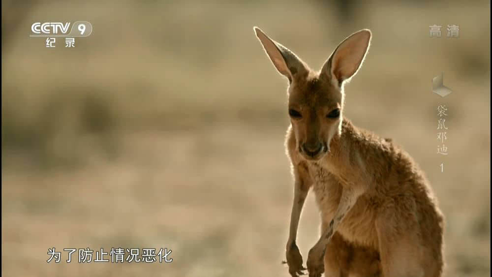 央视译制纪录片《袋鼠邓迪 Kangaroo Dundee》[全2集][中字][1080P][网盘][资源下载]