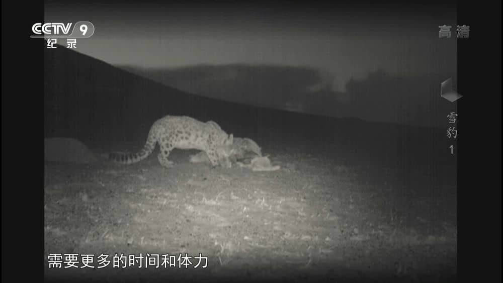 央视纪录片《雪豹 Snow Leopard 2015》[全3集][中字][1080P][网盘][资源下载]