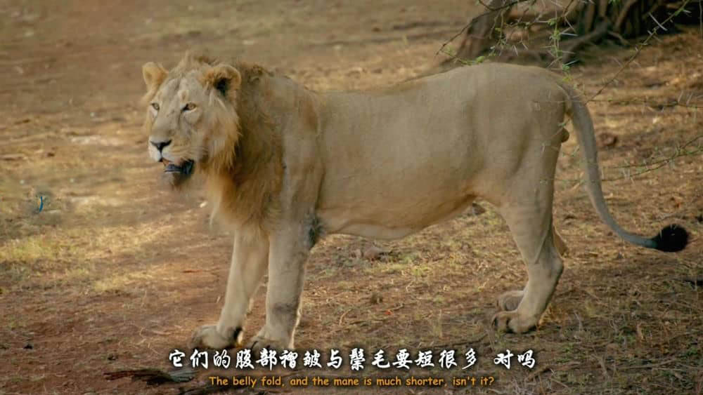 BBC纪录片《印度：大自然的仙境 India:Nature’s Wonderland 2015》[全2集][中英双字][720P][网盘][资源下载]