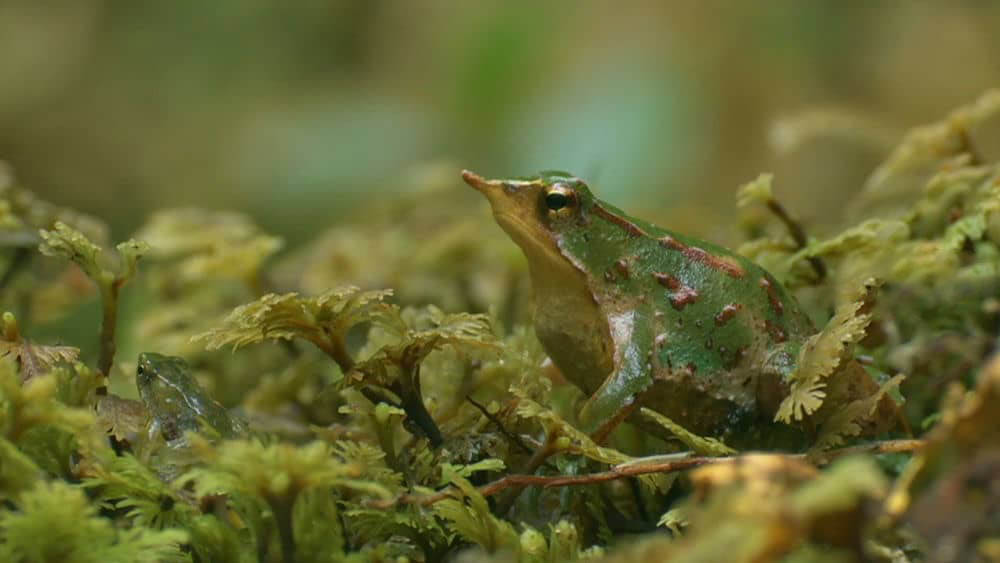 BBC纪录片《自然世界：爱登保罗爷爷带你看绝妙的蛙 Natural World:Attenborough's Fabulous Frogs 2014》[全1集][无字幕][外挂字幕][1080P][网盘][资源下载]