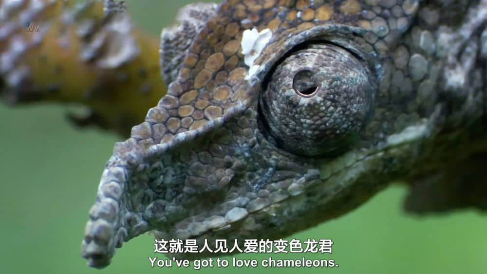 BBC纪录片《大自然里的奇怪动物 自然界的奇葩 Nature's Misfits 2014》[全1集][中英双字][720P][网盘][资源下载]