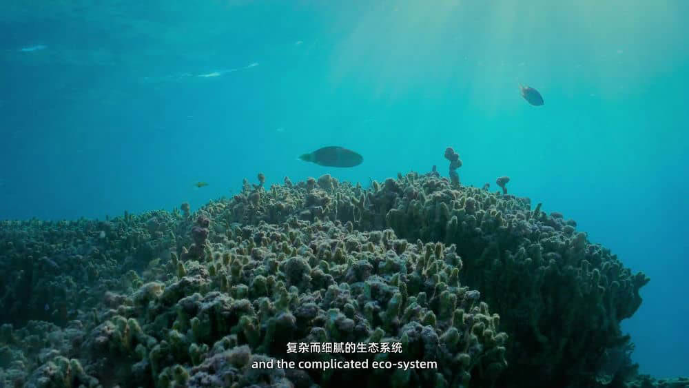 纪录片《水下中国 Underwater China 2019》[全6集][中字][4K][1080P][网盘][资源下载]