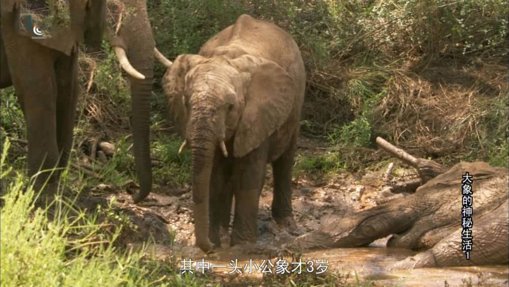 央视译制纪录片《大象的神秘生活 大象的别样世界 The Secret Life of Elephants》[全3集][中字][720P][网盘][资源下载]