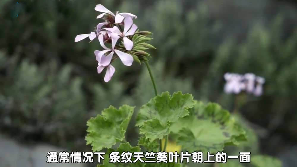 BBC纪录片《园艺世界 Gardeners' Worl 2015》[ 第四十八季全31集][中字][720P][网盘][资源下载]