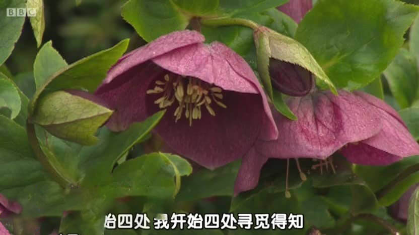 BBC纪录片《园艺世界 Gardeners' Worl 2015》[ 第四十八季全31集][中字][720P][网盘][资源下载]