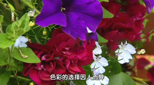 BBC纪录片《园艺世界 Gardeners' World 2013》[ 第四十六季全31集][中字][DVD画质][网盘][资源下载]