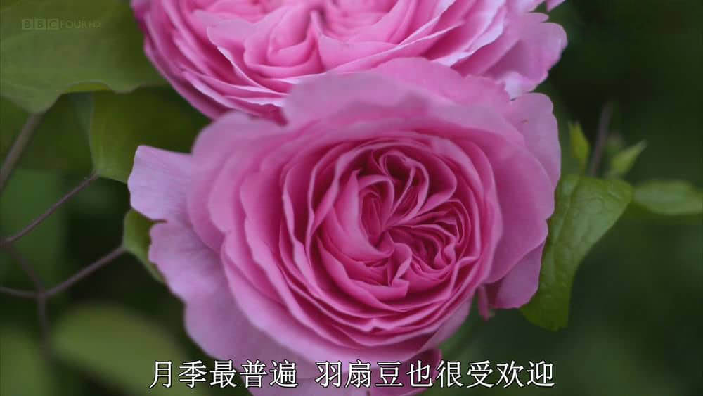 BBC纪录片《郊区花园发展简史 Everyday Eden:A Potted History of the Suburban Garden 2014》[全1集][无字幕][外挂字幕][720P][网盘][资源下载]