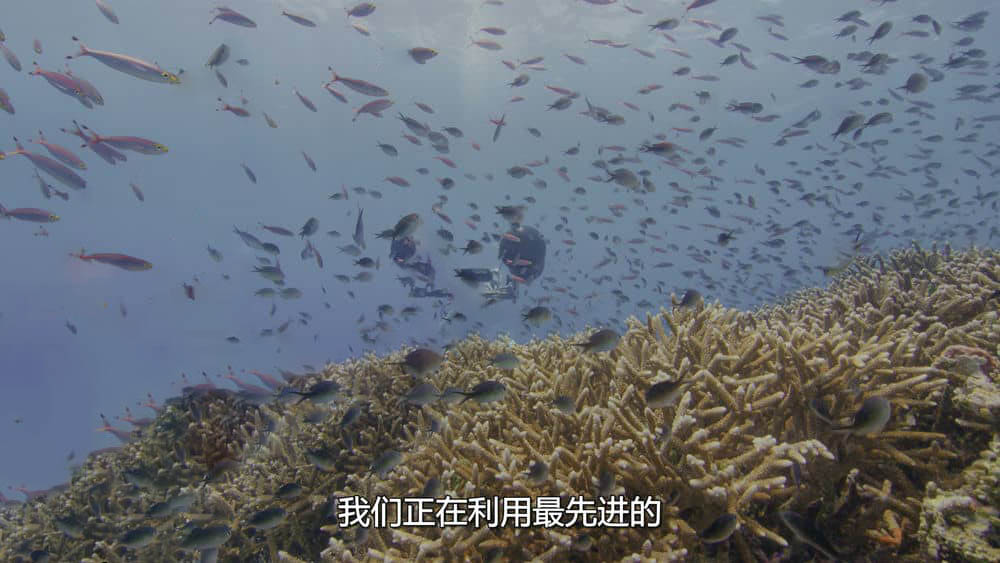 BBC纪录片《海洋：我们的蓝色星球 Oceans:Our Blue Planet 2018》[全1集][中字][4K][网盘][资源下载]