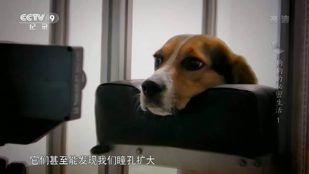 央视译制纪录片《狗狗的秘密生活 The Private Life of Dogs》[全4集][中字][1080P][网盘][资源下载]