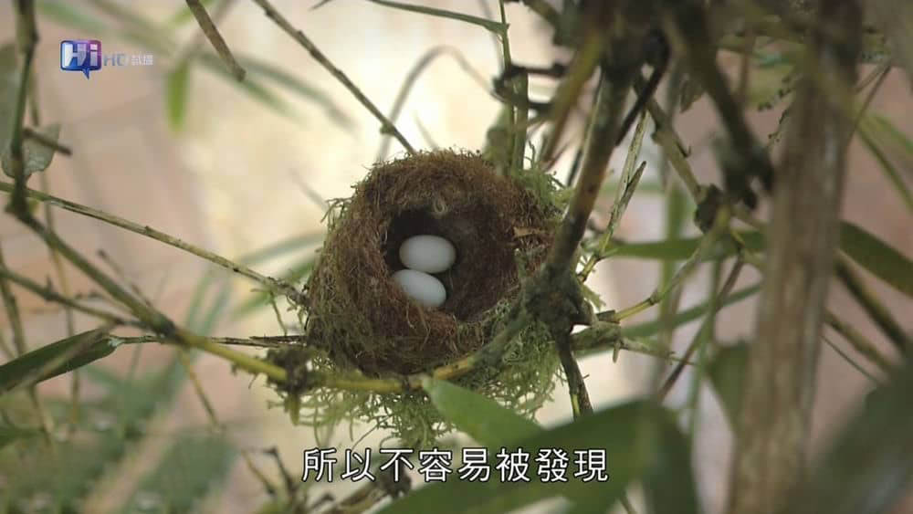 KBS纪录片《大自然的建筑师 Wildlife Architects 2010》[全3集][中字][1080P][网盘][资源下载]