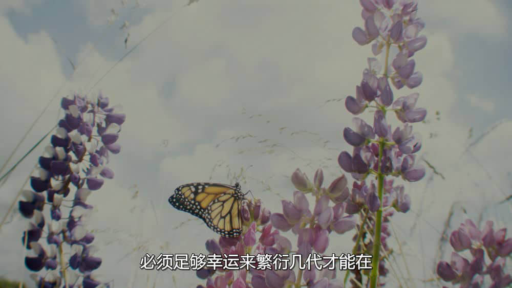 IMAX纪录片《帝王蝶的迁徙 Flight of the Butterflies 2012》[全1集][无字幕][外挂字幕][4K][网盘][资源下载]