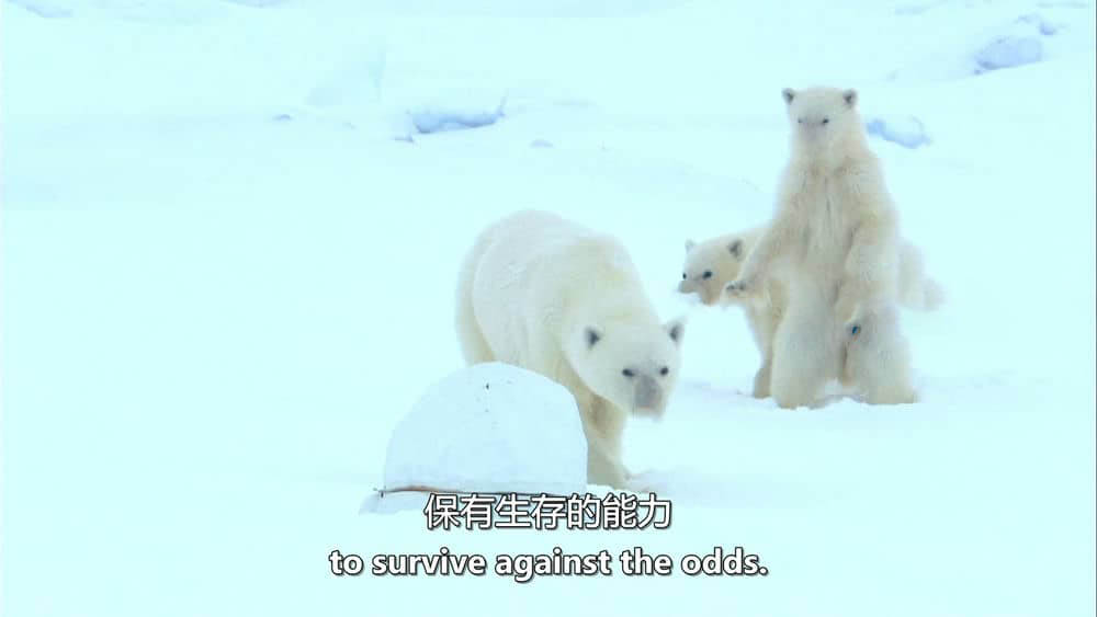 BBC纪录片《北极熊：冰上侦探 Polar Bear Spy on the Ice 2010》[全2集][无字幕][外挂字幕][720P][网盘][资源下载]