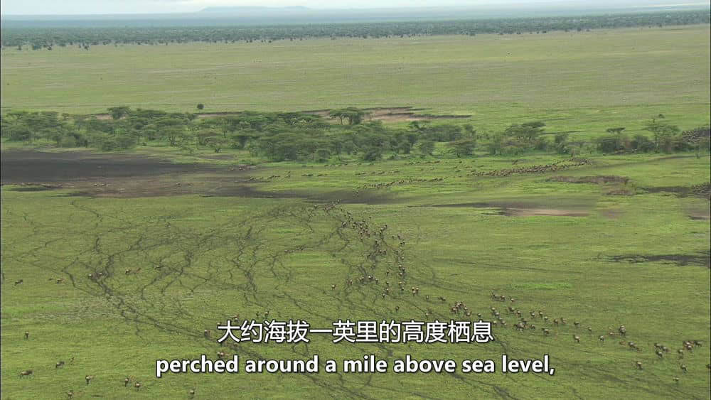 BBC纪录片《大裂谷：美丽的非洲心脏 The Great Rift:Africa's Wild Heart 2010》[全3集][中英双字][1080P][720P][网盘][资源下载]