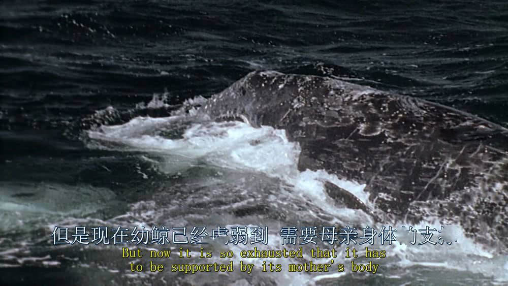 BBC纪录片《蓝色星球 The Blue Planet 2001》[第一季全8集][中英双字][1080P][网盘][资源下载]