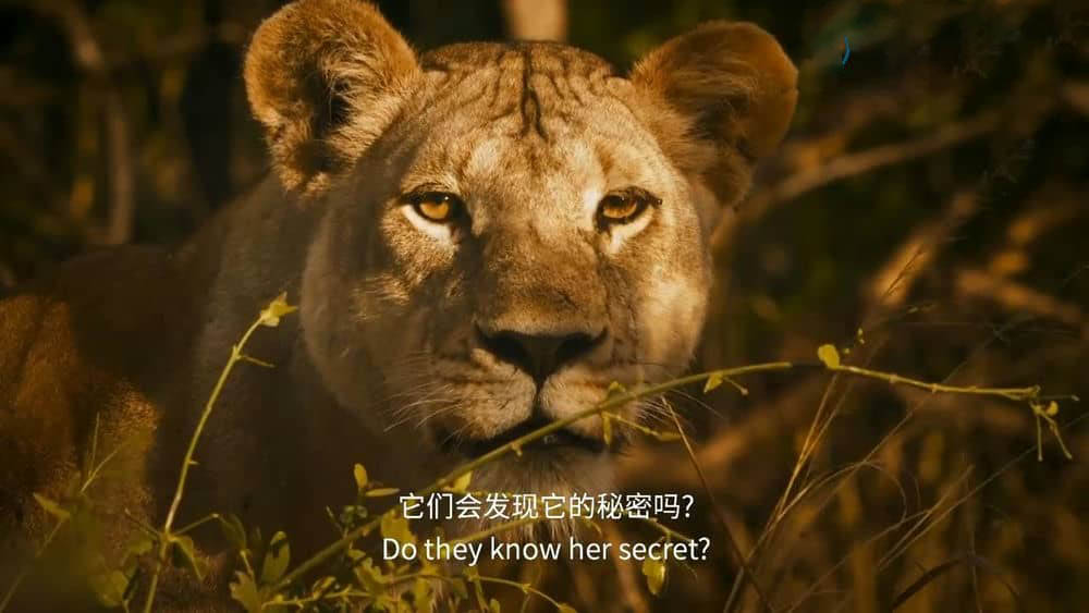 BBC纪录片《塞伦盖蒂 Serengeti 2019》[全6集][中英双字][1080P][720P][网盘][资源下载]