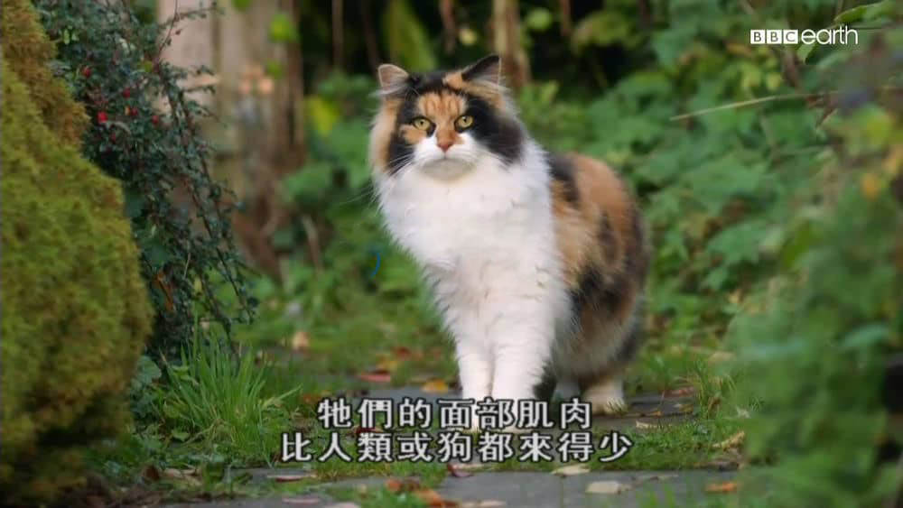 BBC纪录片《猫的史诗之旅 The Story Of Cats》[全3集][中字][720P][网盘][资源下载]