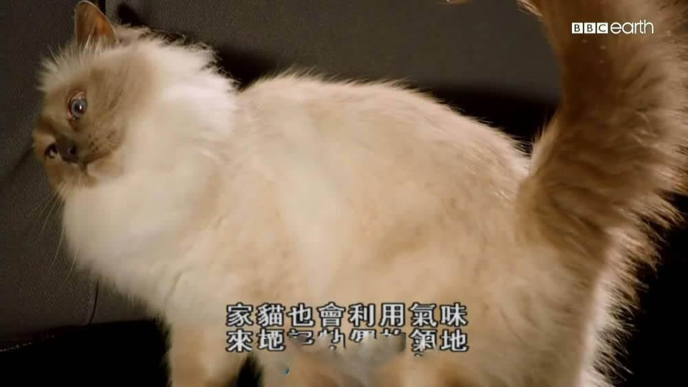 BBC纪录片《猫的史诗之旅 The Story Of Cats》[全3集][中字][720P][网盘][资源下载]