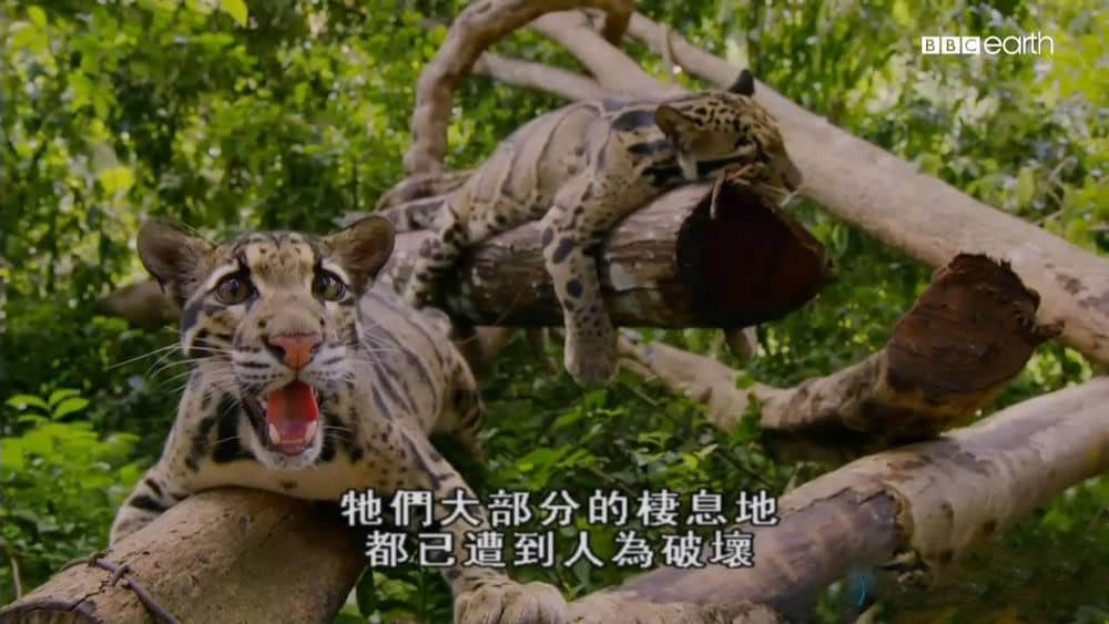 BBC纪录片《猫的史诗之旅 The Story Of Cats》[全3集][中字][720P][网盘][资源下载]