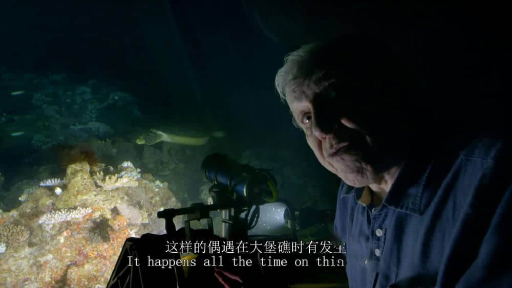 BBC纪录片《老爵爷的大堡礁之旅 Great Barrier Reef with David Attenborough 2015》[全3集][中英双字][1080P][网盘][资源下载]