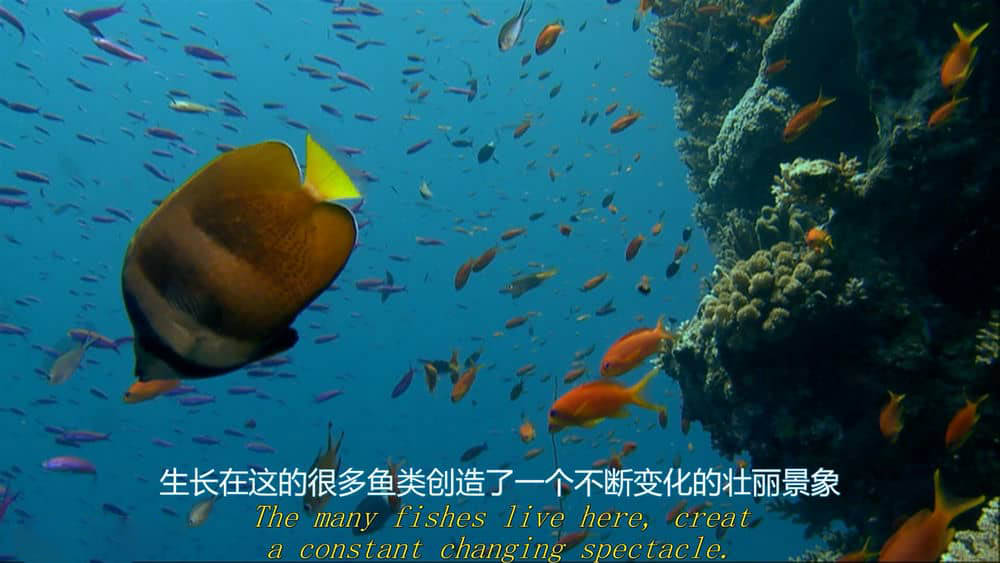 BBC纪录片《大堡礁 Great Barrier Reef 2012》[全3集][中英双字][1080P][720P][网盘][资源下载]