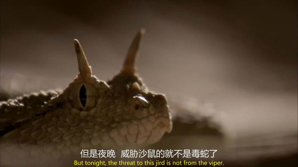 BBC纪录片《狂野阿拉伯 Wild Arabia 2013》[全3集][中英双字][1080P][网盘][资源下载]