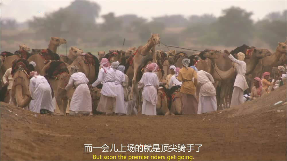 BBC纪录片《狂野阿拉伯 Wild Arabia 2013》[全3集][中英双字][1080P][网盘][资源下载]