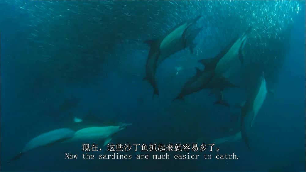 台湾公视译制/BBC纪录片《鸟瞰地球 Earthflight 2011》[全6集][中英双字][1080P][720P][网盘][资源下载]