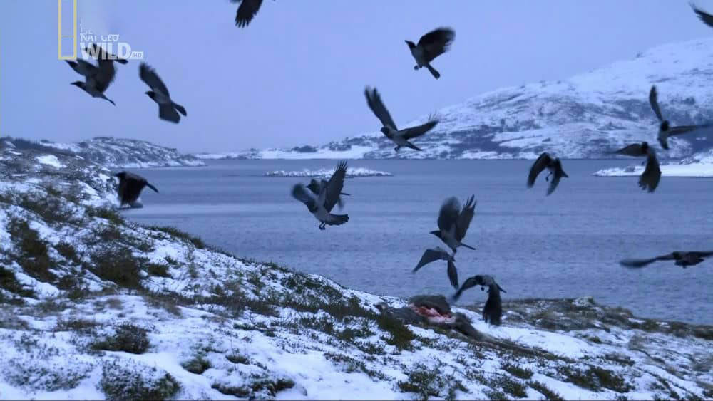 国家地理纪录片《北欧野生风情录 Nordic Wild 2012》[全4集][中英双字][1080P][网盘][资源下载]