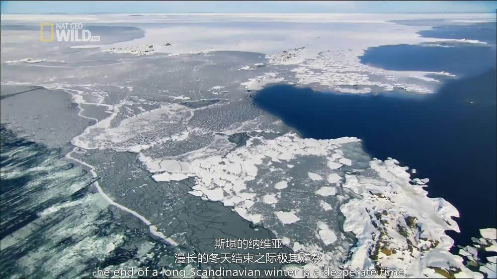 国家地理纪录片《北欧野生风情录 Nordic Wild 2012》[全4集][中英双字][1080P][网盘][资源下载]