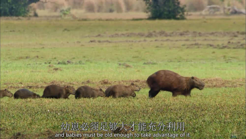 台湾公视译制/BBC纪录片《野性巴西 Wild Brazil》[全3集][中英双字][1080P][720P][网盘][资源下载]