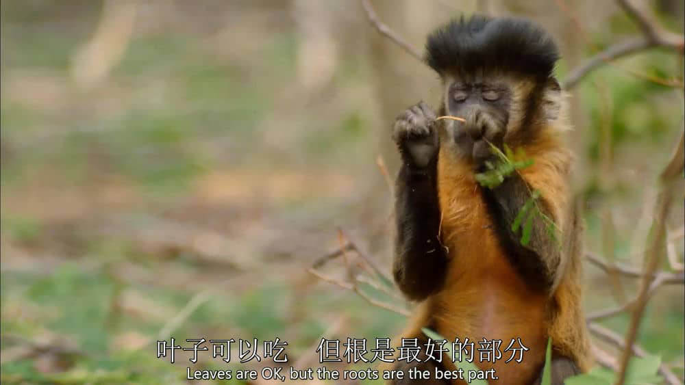 台湾公视译制/BBC纪录片《野性巴西 Wild Brazil》[全3集][中英双字][1080P][720P][网盘][资源下载]