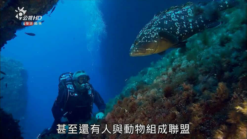 台湾公视译制纪录片《野性法国 Wild France》[全2集][国英双轨]中字[720P][网盘][资源下载]