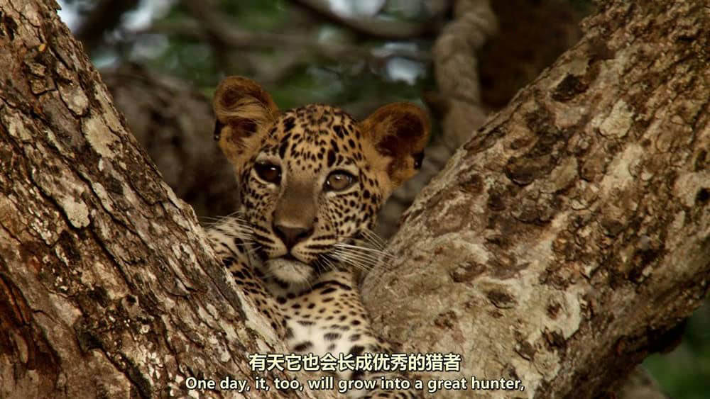 国家地理纪录片《野性斯里兰卡 Wild Sri Lanka》[全3集][中英双字][1080P][720P][网盘][资源下载]