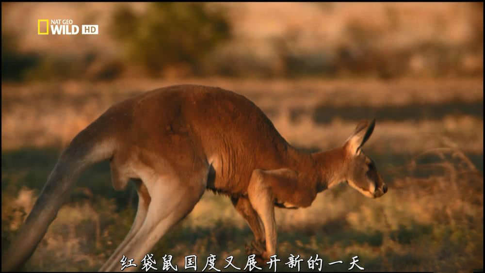 国家地理纪录片《野性澳洲 Wild Australia》[全4集][中字][1080P][网盘][资源下载]