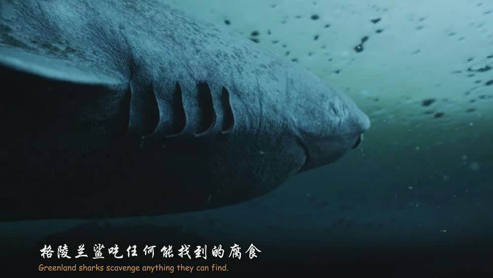 BBC纪录片《碧海狂鲨 鲨鱼 Shark 2015》[全3集][中英双字][1080P][720P][网盘][资源下载]