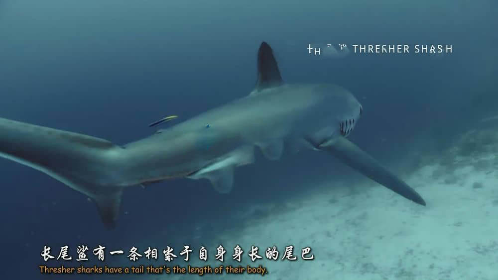 BBC纪录片《碧海狂鲨 鲨鱼 Shark 2015》[全3集][中英双字][1080P][720P][网盘][资源下载]