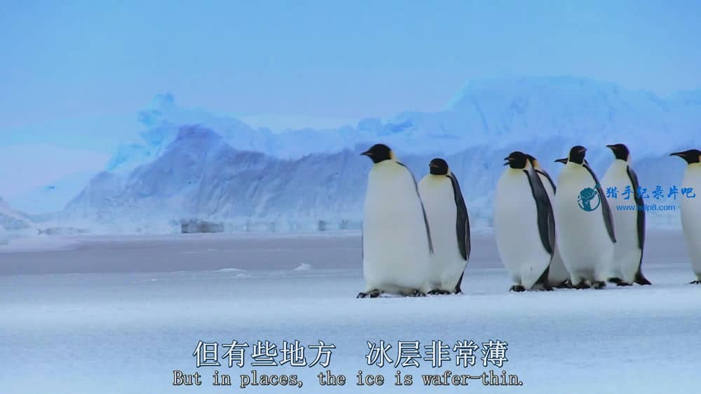 BBC纪录片《帝企鹅宝宝的生命轮回之旅 Snow Chick - A Penguin's Tale》[全1集][中英双字][1080P][网盘][资源下载]