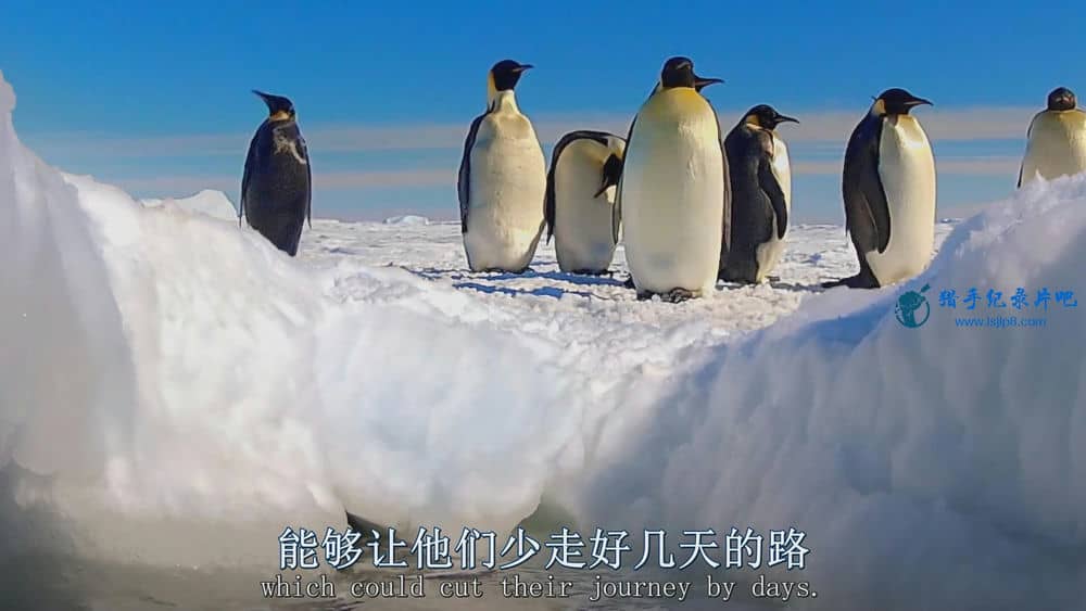 BBC纪录片《帝企鹅宝宝的生命轮回之旅 Snow Chick - A Penguin's Tale》[全1集][中英双字][1080P][网盘][资源下载]