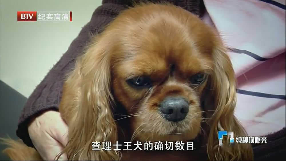 BBC纪录片《纯种狗的悲哀 Pedigree Dogs Exposed 2008》[全1集][中字][720P][网盘][资源下载]